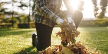 A person wearing gloves and a plaid shirt is kneeling on grass, picking up a pile of dry autumn leaves outdoors on a sunny day.